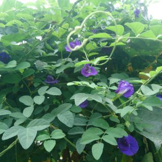 Hạt giống hoa đậu biếc (50 hạt)