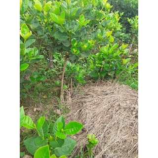 bạch thiên hương hàng thoát thân