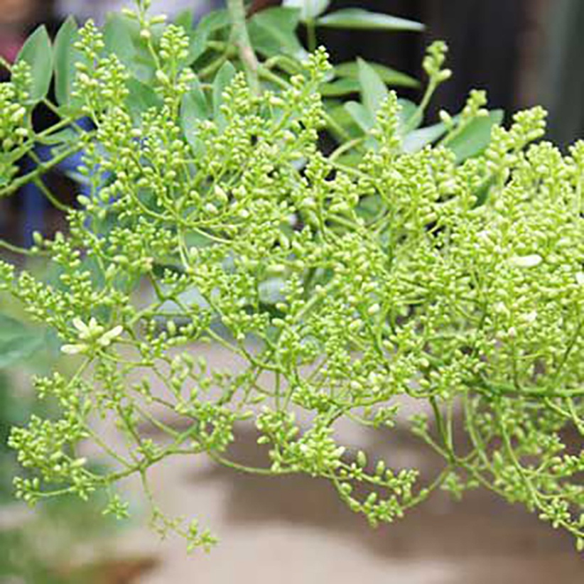 Trà Hoa Hòe Loại 1  500gram