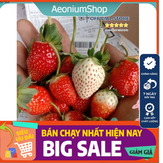 Cây Dâu Tây Hana, Cây Giống Nhật Chịu Nhiệt F1 ❣️