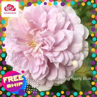 Hoa hồng leo Rainy Blue Màu sắc tím lavender– Mùi hương nhẹ nhàng Khả năng kháng bệnh,Tốt- Vườn Hoa Melinhrose