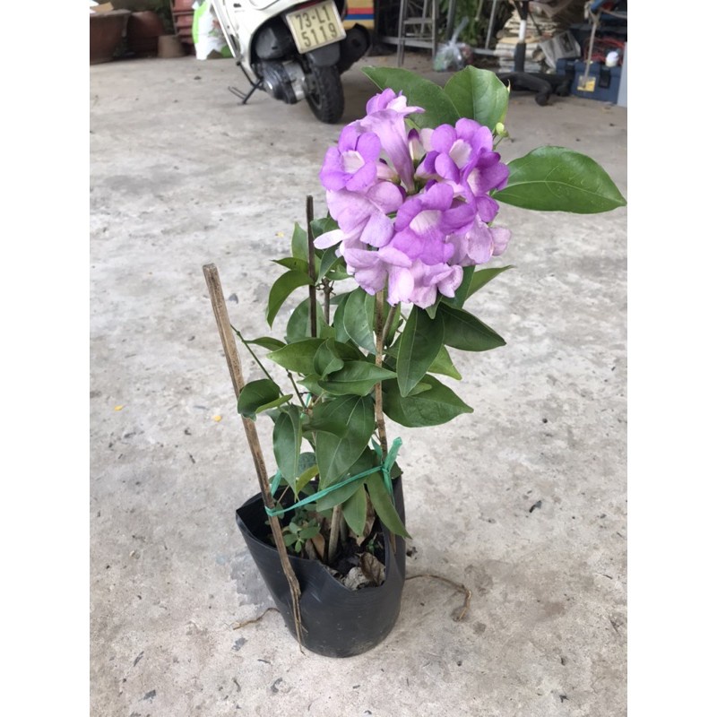 Caykiengsadec Lan tỏi + tặng phân bón