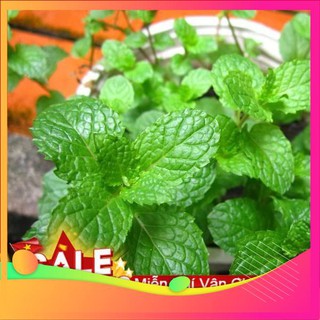 Hạt Giống Húng Bạc Hà - 100 Hạt VIETGAR