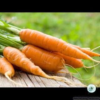 1KG Hạt Giống Cà Rốt Kuroda (| Z3*W31)