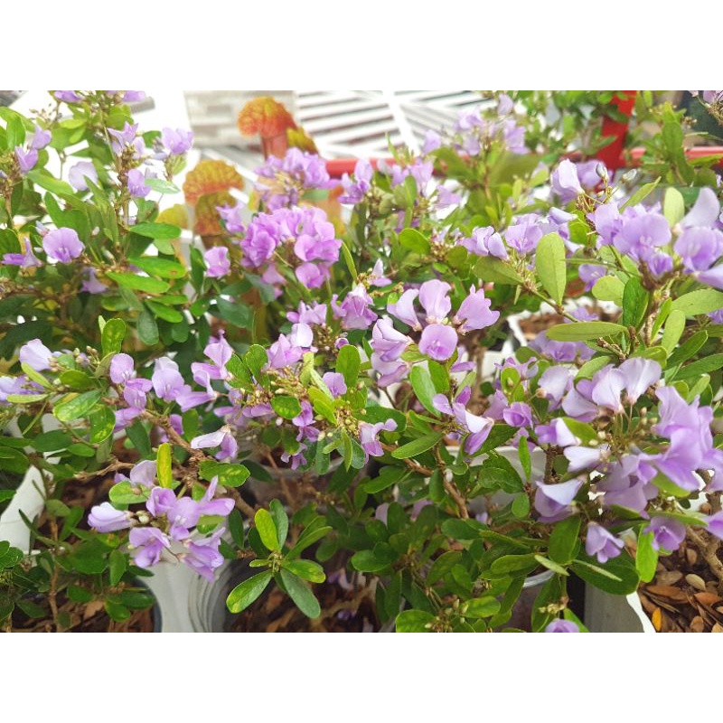 Cây linh sam 86 lá rí, tạo bonsai, siêu dễ trồng dễ