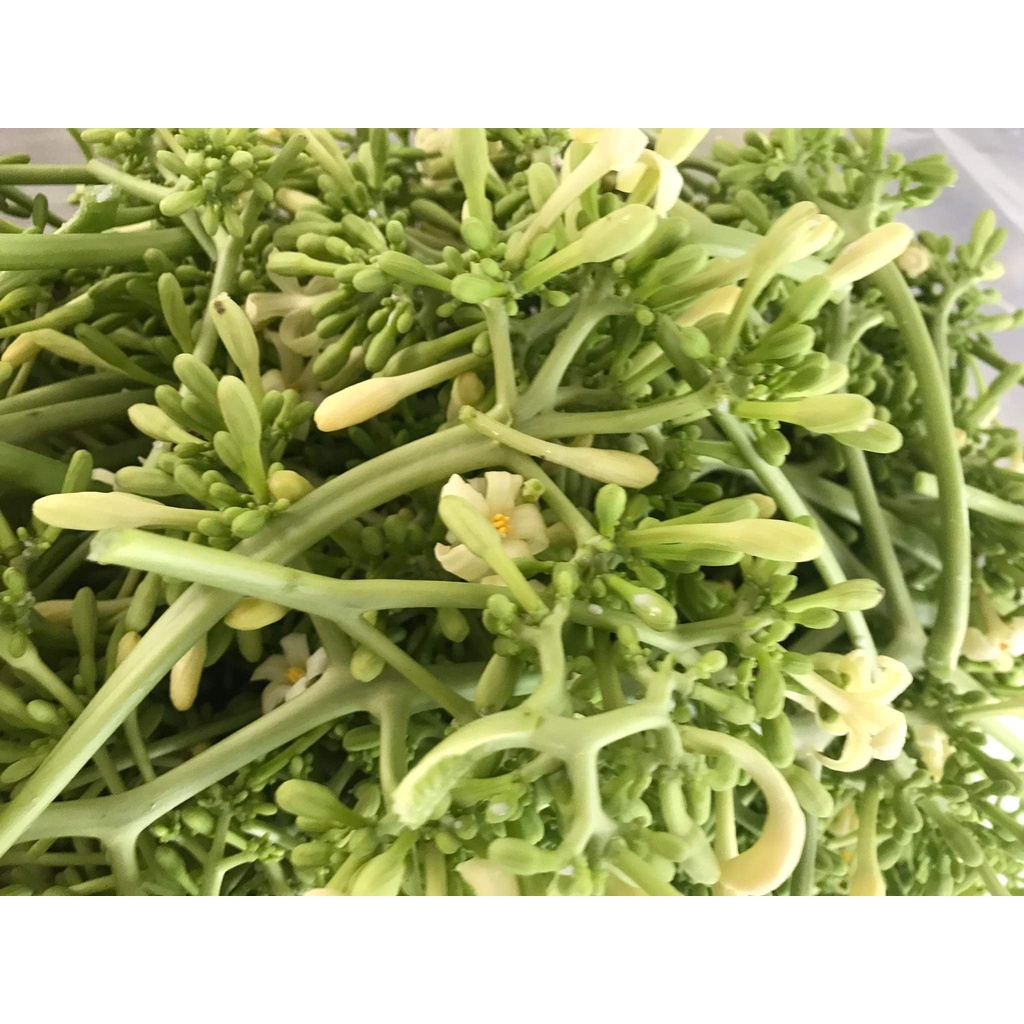 HOA ĐU ĐỦ ĐỰC TƯƠI  - RẤT TỐT CHO SỨC KHỎE