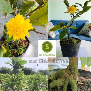 Mai Giảo Phú Tân Gốc Quái