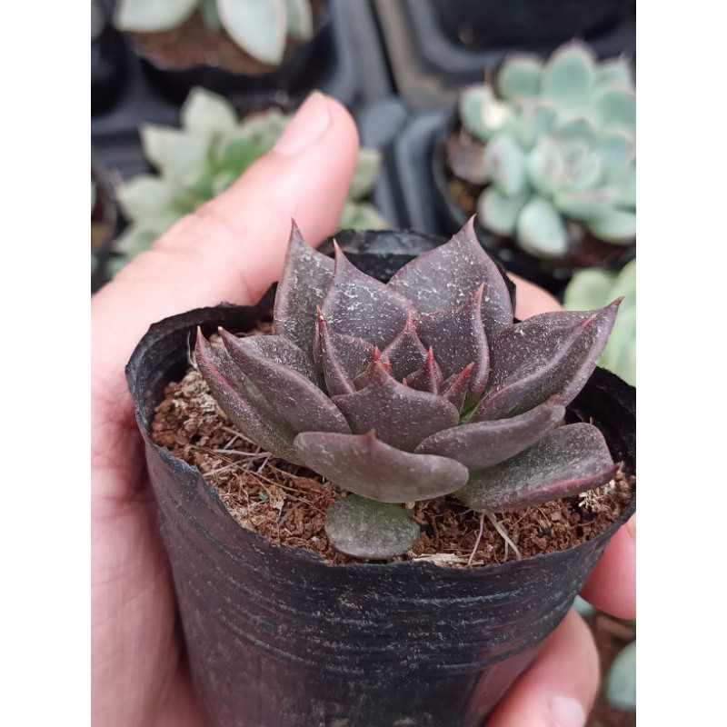 Sen đá socola/chocolate