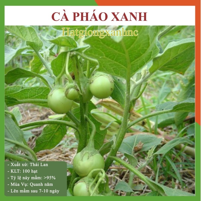 Hạt giống cà pháo xanh F1, gói 30 hạt. Rau củ quả trồng sân thượng, thùng xốp và ban công.