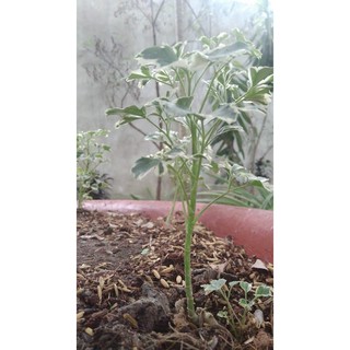 Cây đinh lăng cẩm thạch