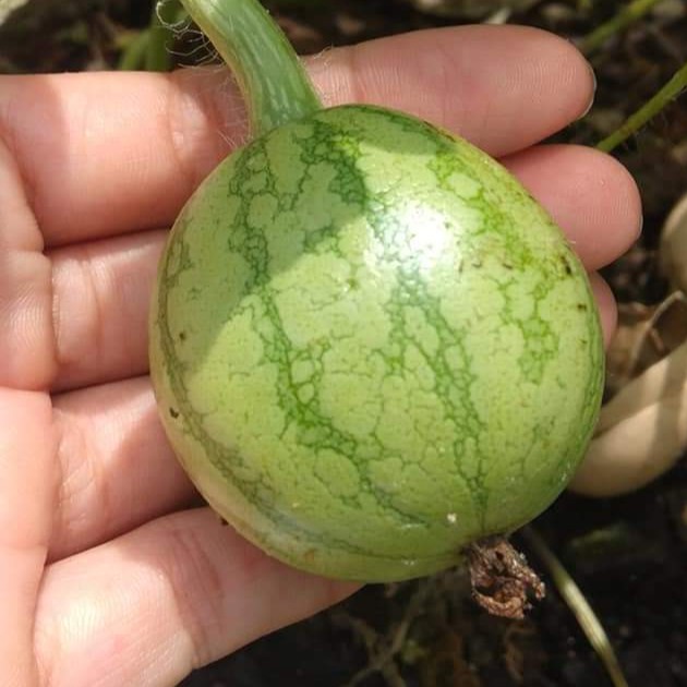 Hạt giống dưa hấu trái táo baby (Apple WaterMelon ) 20 hạt