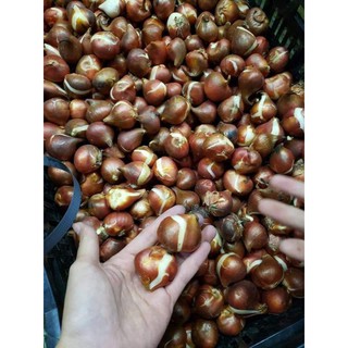 củ hoa tuy lip