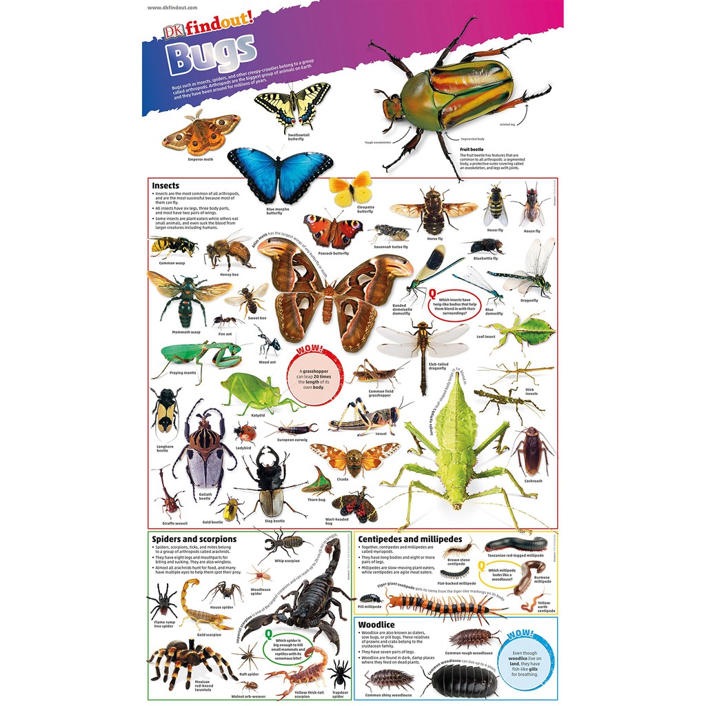 Sách : DKfindout! Bugs Poster - Dành cho trẻ từ 5 tuổi