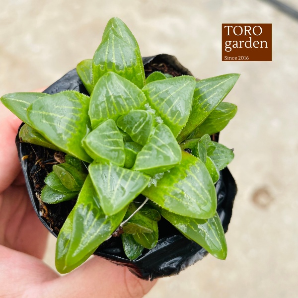 Sen đá guốc haworthia Đà Lạt size bé cây cảnh trang trí nhà cửa Toro garden