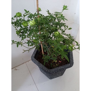 hoa hồng xanh