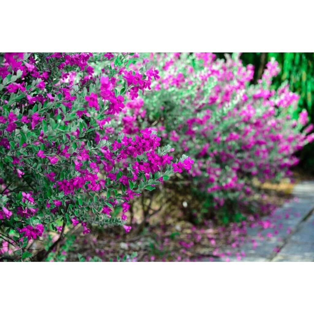 Cây Leucophyllum frutescens Pink Snow (Tuyết Sơn Phi Hồng) cao 25cm chậu nhựa 10cm