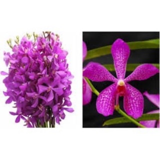 Lan mokara giống - Combo 10 cây màu tím ( cây cao 30-40cm)