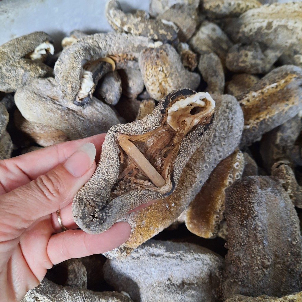 Hải sâm da chăn 1 con y hình. Hải sâm da trăn. Đồn đột da trăn. Ngận da chăn