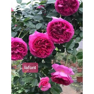 Cành Chiết Hồng Ngoại Lafont