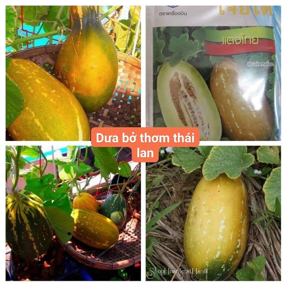 Hạt giống dưa bở thơm trái dài siêu quả nhập Thái lan nhập nguyên gói 1 gr ~ 60 hạt