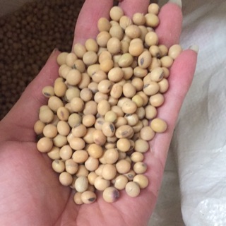 Đỗ tương giống loại 1 _ làm mầm đậu nành