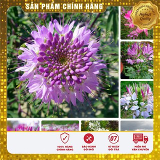 Hạt giống hoa Hồng Ri Mix (Cleome) 40-50 hạt