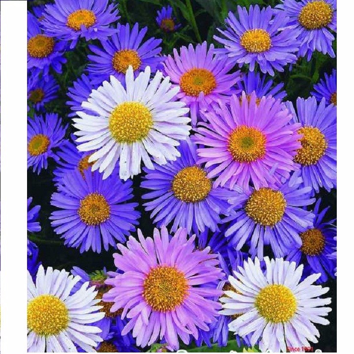 100H - #Hạt_Giống_Hoa_Thạch_Thảo_Mix ( tặng kèm kích mầm và phân bón )