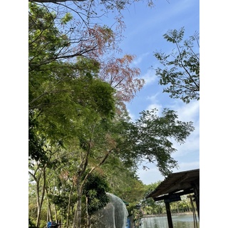 Cây Giống Gỗ Cẩm Lai