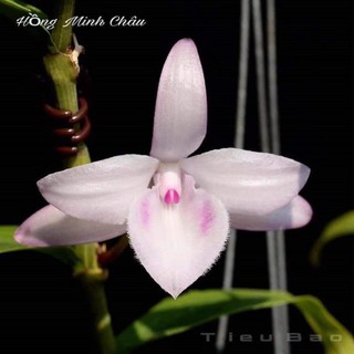 [FREESHIP - Xả Khô Máu] Hoa phong lan - hồng minh châu(cao 12 cm ,ươm tự nhiên)