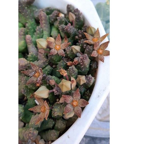 Sao biển Piaranthus Geminatus var. Foetidus