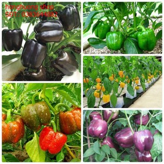 Hạt giống ớt chuông nhiều màu| Ớt ngọt