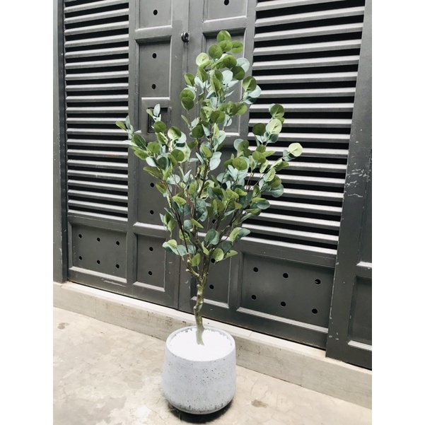 Cây bạch đàn giả 1,2m
