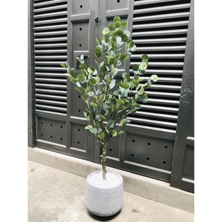 Cây bạch đàn giả