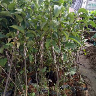 Cây lê vàng siêu quả