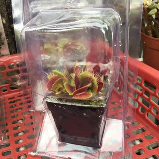 Chậu cây bẫy kẹp, flytrap venus