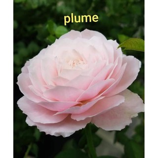 Cành Chiết Hoa Hồng Ngoại Plume (Giống Hoa Hồng)