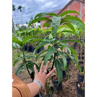 CÂY GIỐNG XOÀI ÚC SIÊU TRÁI ( CHUẨN GIỐNG)
