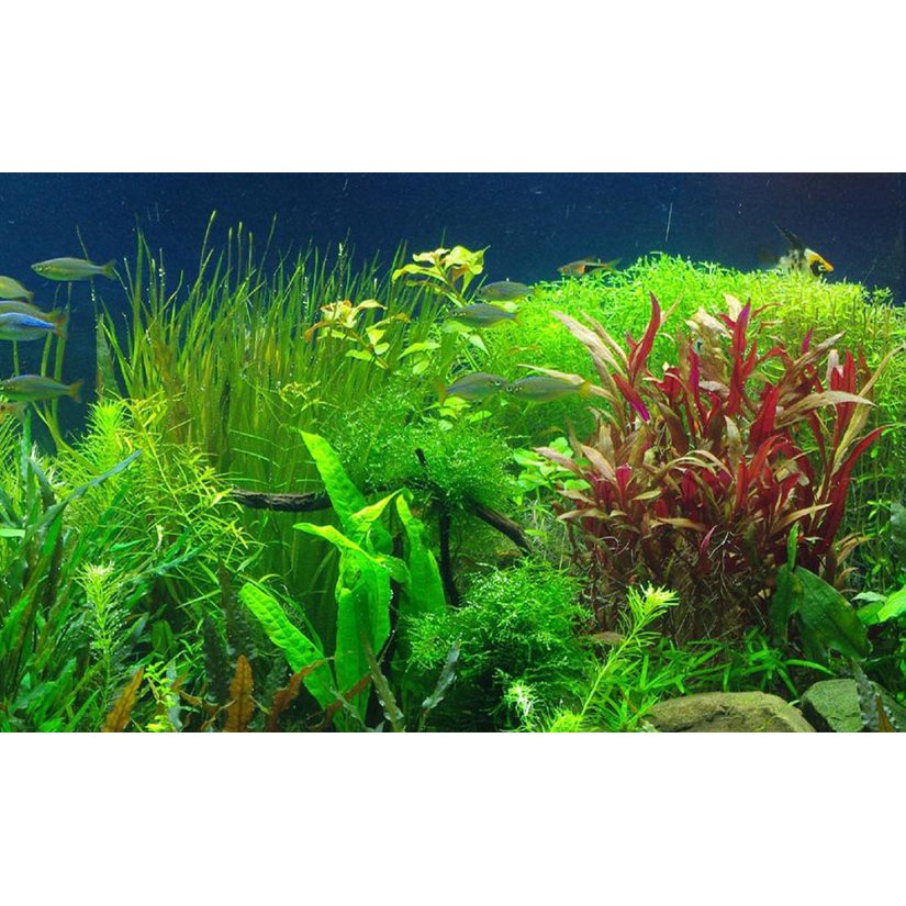 HẠT GIỐNG CÂY THỦY SINH MIX - 100 Hạt/ gói