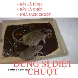 Bẫy diệt Chuột, Diệt Gián, bẫy là dính