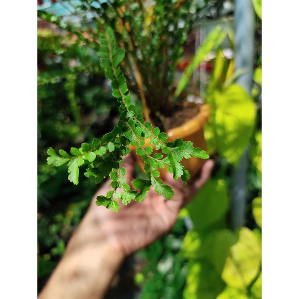 Dương xỉ đũa lá tròn chậu treo