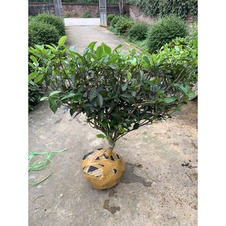 Cây chè cảnh + ( Uống nước )