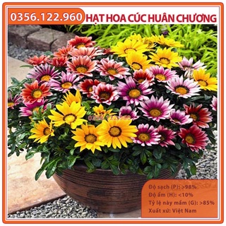Hạt giống hoa cúc huân chương mix nhiều màu