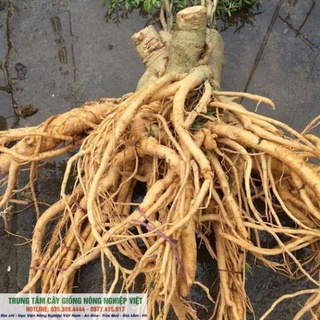 Cây Giống Đinh Lăng Lá Nếp