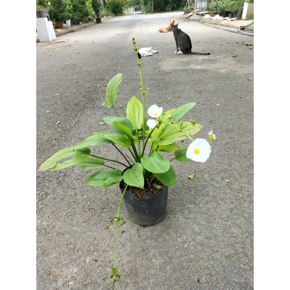 Bụi cây bách thủy tiên trồng được dưới nước dễ trồng dễ chăm - Cây Hoa Việt