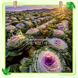 Hạt Giống Bắp Cải Hoa Hồng Sa Mạc