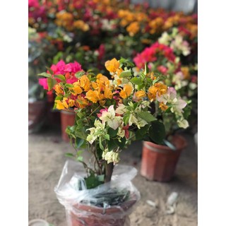 Cây hoa giấy ngũ sắc( hàng thái)