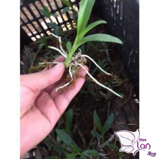 Phong Lan 🍀FREESHIP🍀 Trầm Rừng Tím [ Siêu Rẻ ]