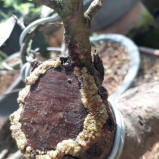 Keo liền sẹo cây cảnh