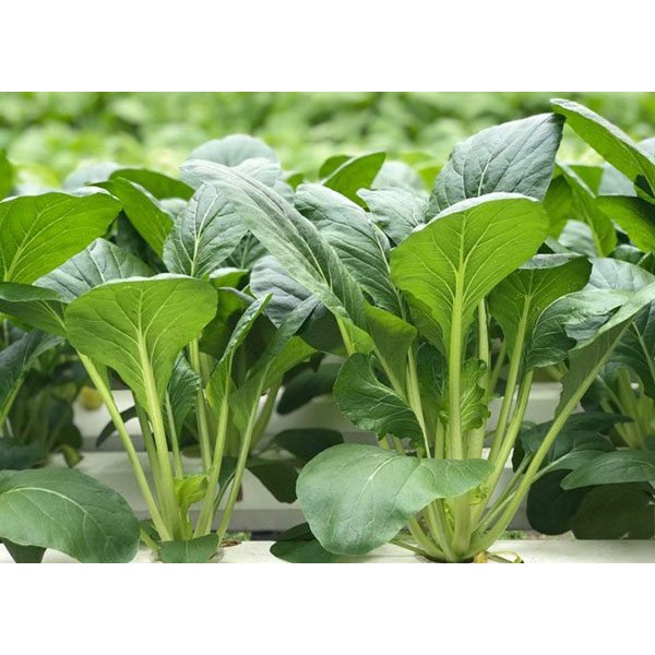 15Gram Hạt Giống Cải Ngọt  Giòn Ngon, Năng Suất, Dễ Trồng