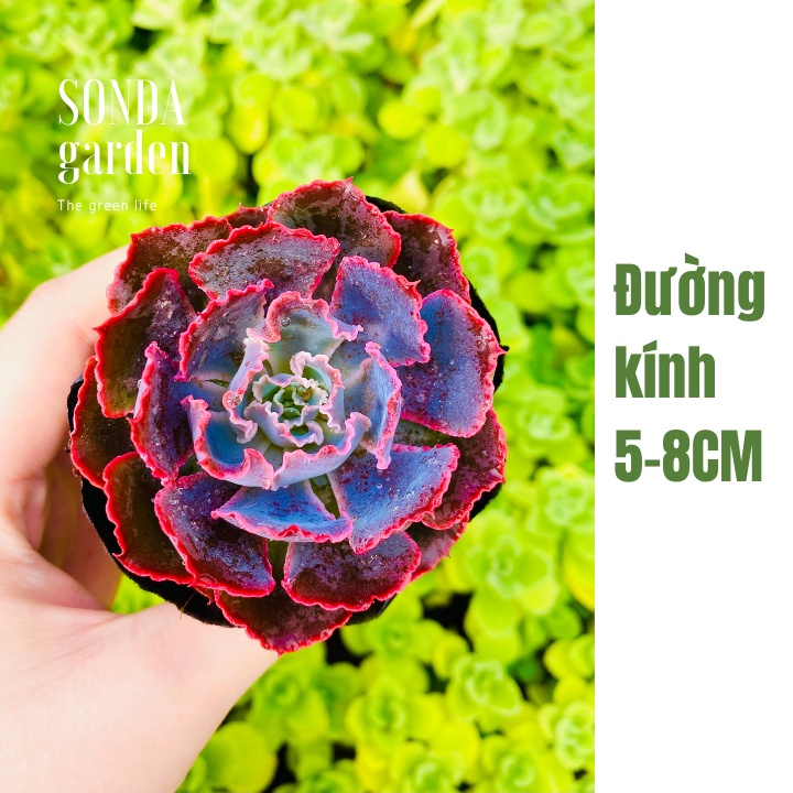 Sen đá bắp cải aurora purple SONDA GARDEN size bé 5-8cm, xuất xứ Đà Lạt, khoẻ đẹp, lỗi 1 đổi 1